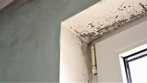 Best Mold Remediation for Healthcare Facilities  in Newstle, CA