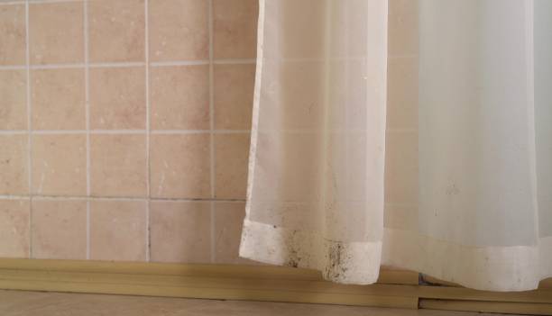 Newstle, CA Mold Removal Pros