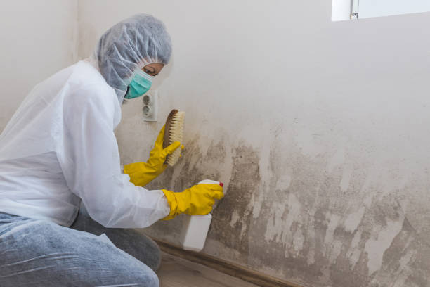 Biohazard Mold Removal in Newcastle, CA