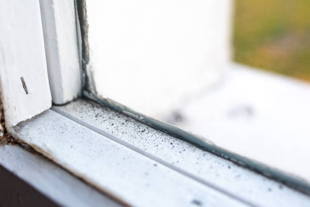 Best Asbestos and Lead Testing During Mold Inspection  in Newstle, CA