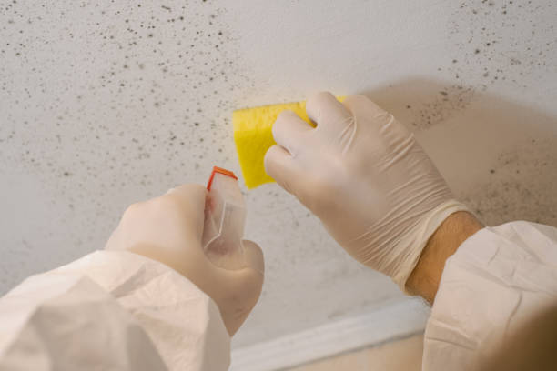 Best Biohazard Mold Removal  in Newstle, CA