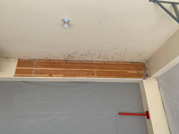 Best Water Damage & Mold Remediation  in Newstle, CA