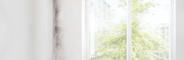 Best Commercial Mold Inspection  in Newstle, CA