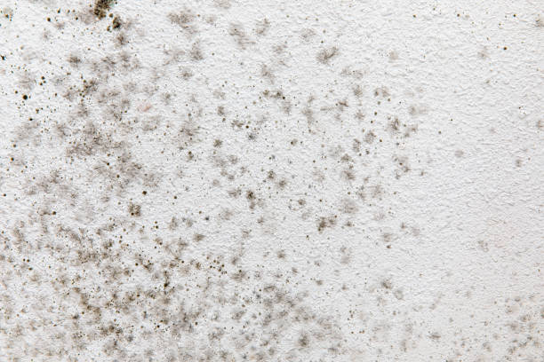 Best Real Estate Mold Inspection  in Newstle, CA