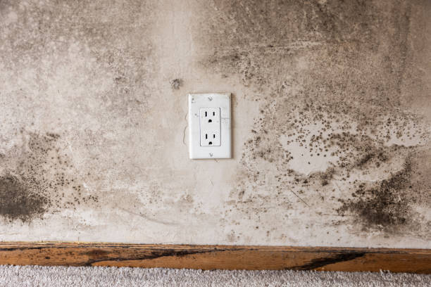 Best Crawl Space Mold Remediation  in Newstle, CA