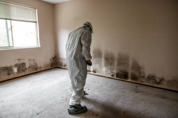 Best Mold Prevention Services  in Newstle, CA