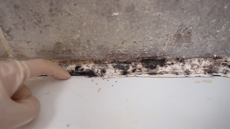 Best Basement Mold Removal  in Newstle, CA